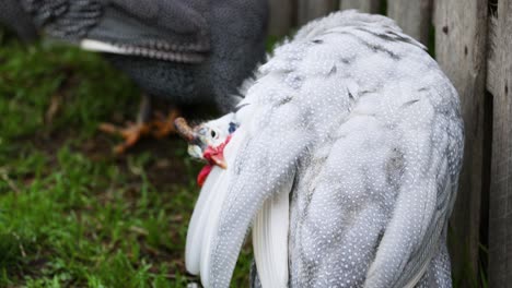 guineafowl preening feathers near wooden fence