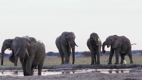 wild elephants drinking together by the waterhole in nxai pan national park, botswana - medium shot