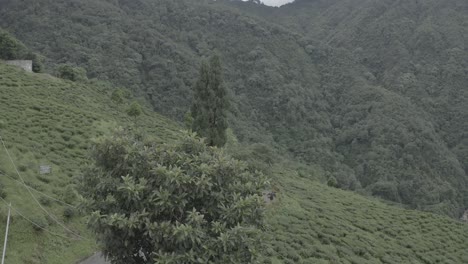 tea garden in india aerial shot, drone shot of tea garden, established aerial shot