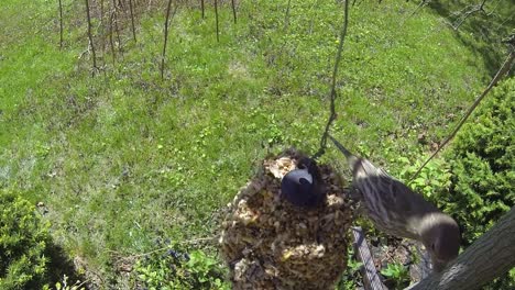 Flying-chickadees-land-on-a-bird-feeder-and-eat