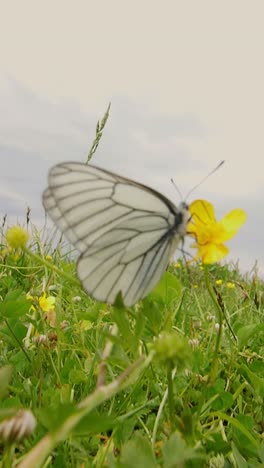 white butterfly in a meadow