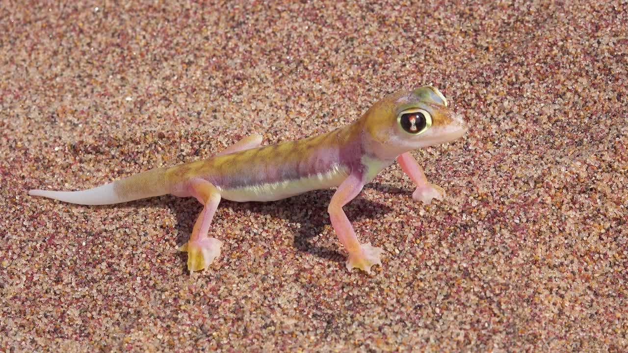 un primer plano macro de un pequeño y lindo lagarto gecko del desierto de namib con grandes ojos reflectantes se sienta en la arena en namibia