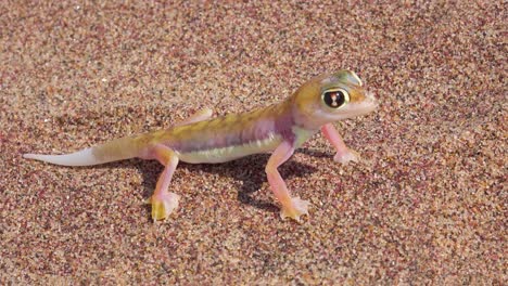 a macro close up of a cute little namib desert gecko lizard with large reflective eyes sits in the sand in namibia