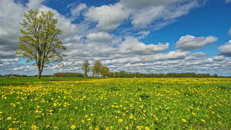 beautiful timelapse of a green meadow with yellow flowers under low passing white clouds against a bright blue sky