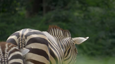 Junges-Zebrafohlen,-Das-Seiner-Mutter-Folgt