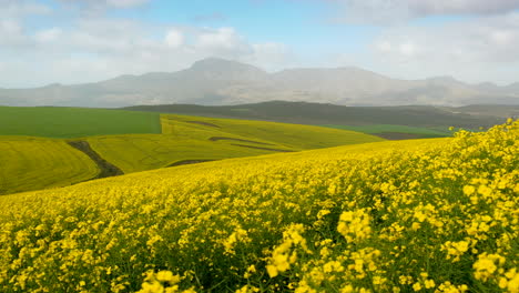 panning shot of beautiful countryside with striking yellow canola fields