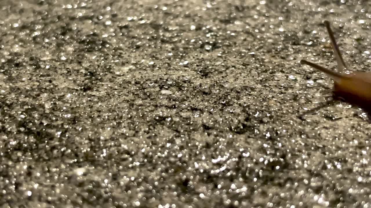 작은 달이는 은 콘크리트를 가로질러 천천히 기어 올라가서 근접적으로 볼 수 없습니다.