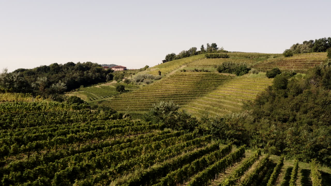 Paesaggio dei vigneti