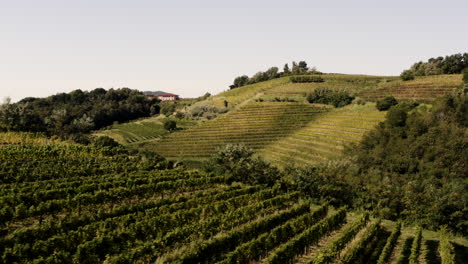 paisaje de viñedos