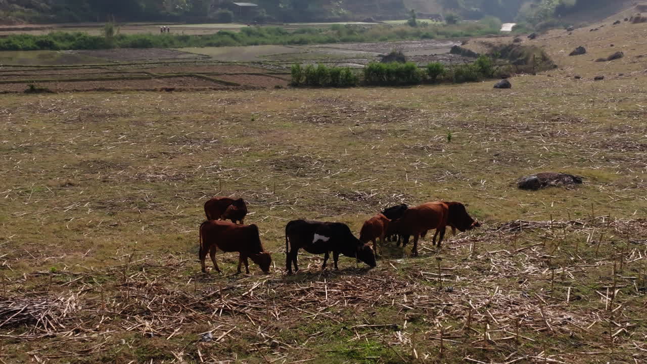 Mường Cang, Than Uyên, Lai Châu, Vietnam, ampia ripresa con drone che guarda giù in una aspra valle di montagna mentre il bestiame pascola su campi mietuti vicino a appezzamenti terrazzati.