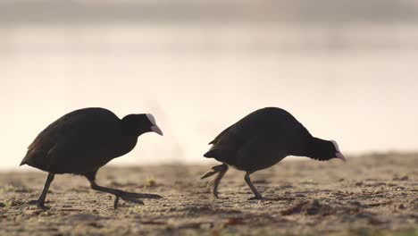 pair of coots walking on river bank at sunrise