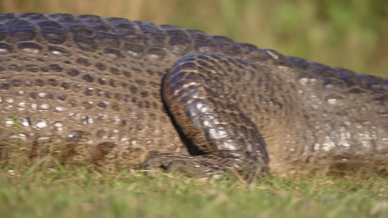 Yacare caiman sunbathes on dry patch beside wetland, still body outlined against grass, telephoto closeup of head, pan across wet glistening body to tail