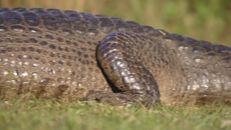 yacare caiman sunbathes on dry patch beside wetland, still body outlined against grass, telephoto closeup of head, pan across wet glistening body to tail