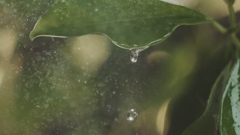 water droplet on leaf