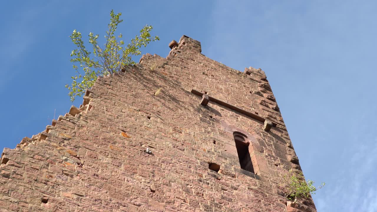 pequeño árbol crece en las ruinas de la torre de los tres castillos de eguisheim
