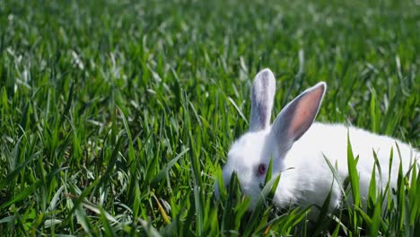 a small white rabbit eats green grass and looks at the nature around it