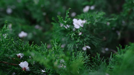 relax bushes in dark garden. white cold snow melting in branch bush.