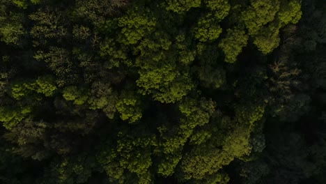 birds eye view aerial over treetops as the sunset is illuminating the tops of the trees