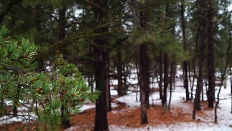 snowy forest at the usa grand canyon