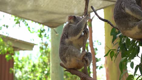 Cute-koala,-phascolarctos-cinereus-scratching-and-grooming-its-fluffy-grey-fur-with-its-back-foot-on-the-fork-of-the-tree,-chilling-in-daylight-at-Australia-wildlife-sanctuary,-close-up-shot