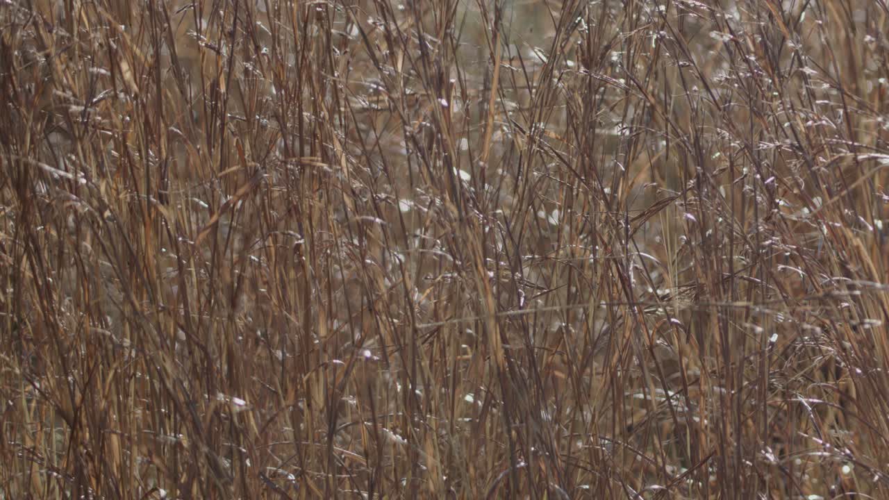 Brown grass stalks sway gently in daylight, forming a natural, textured background with minimal motion