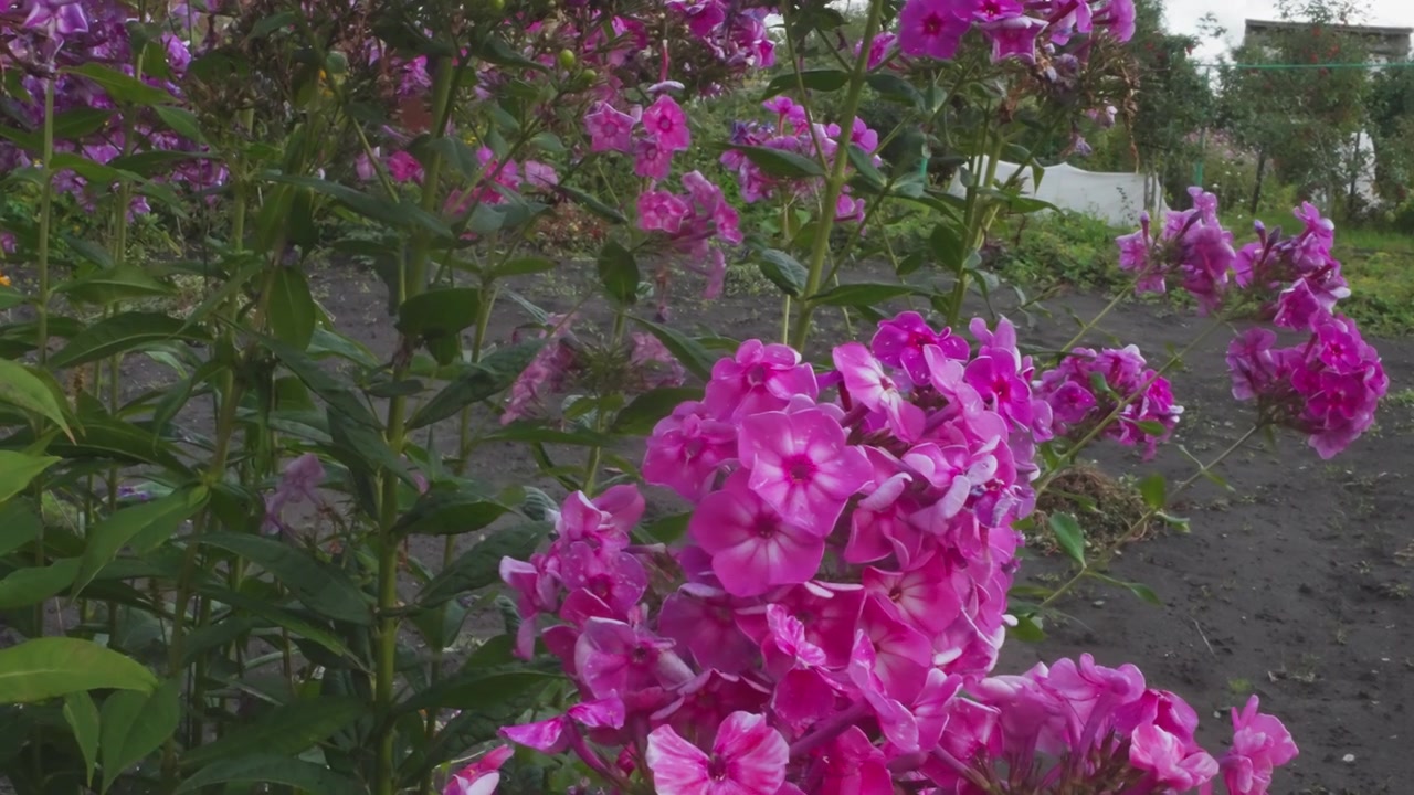 Primo piano di vivaci fiori di Phlox rosa in fiore