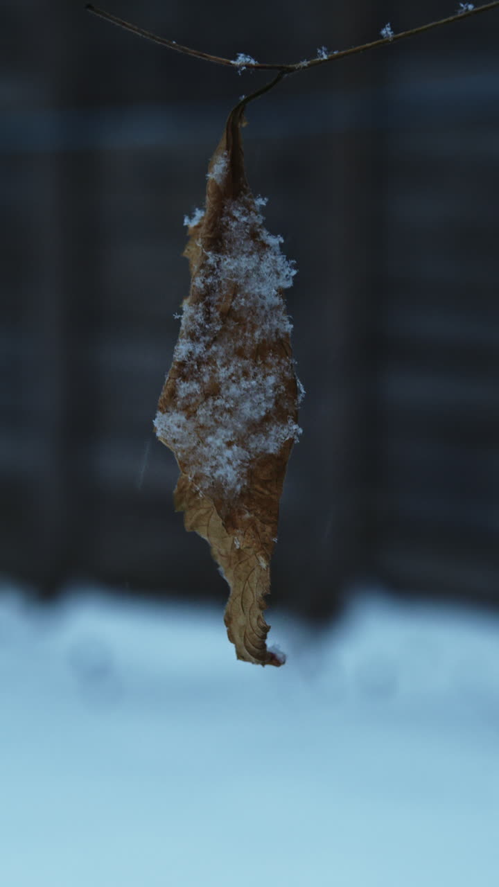 Light first snow resting on a hanging autumn leaf moving gently in the wind, calm seasonal transition mood. Vertical format