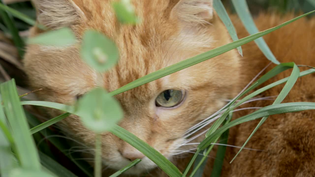 el gato se esconde en la hierba.