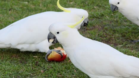 two cockatoos interacting and sharing food