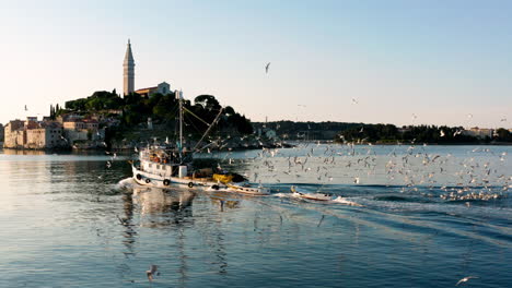 fishing boat sailing back to the port in rovinj, croatia with flock of seagulls flying on a sunrise