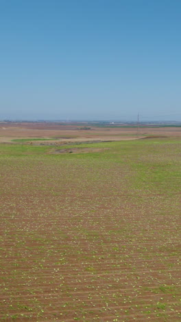 ripe watermelons scattered in a huge field, aerial view, wide lens, slow push in movement - vertical video