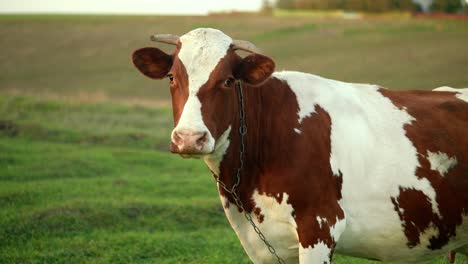 cow in a field