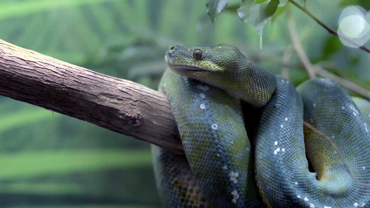 serpent vert dans l'aquarium