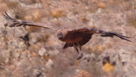 young andean condor comes up to the frame investigating with its curious looks