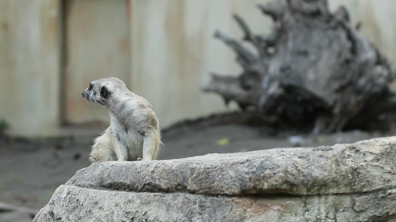 Meerkat Standing Alert on Stone in Natural Habitat with Rocky Background