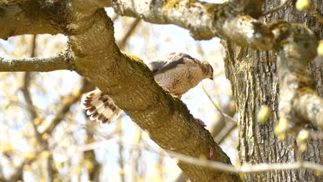 large hawk sitting on branch eating prey that it just killed