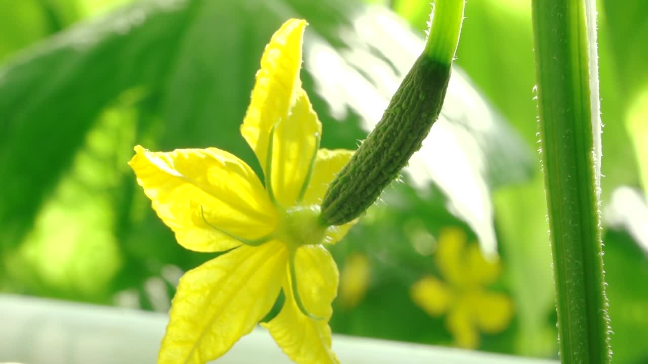 Close-up of a small cucumber developing from a bright yellow flower, with vivid green leaves in the softly blurred background. A moment of early fruit growth captured in natural light.