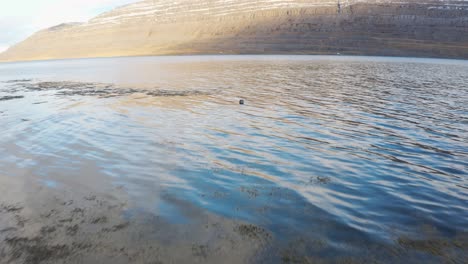 Erstaunliche-Drohnenaufnahme-Aus-Geringer-Höhe,-Die-Zu-Einer-Schwimmenden-Robbe-In-Einem-Unglaublichen-Bergigen-Ozeanischen-Fjord-Fliegt,-Arktische-Antenne-In-Island