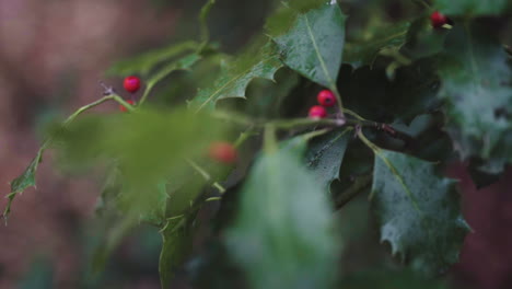 Rote-Beeren-Ernten-Wachstum-Bio-Landwirtschaftssektor-Makro