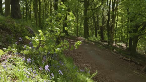 Leaves-and-flowers-blowing-in-wind-next-to-forest-trail