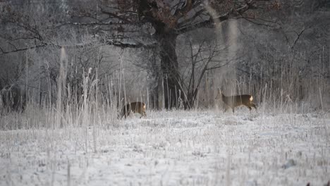 Hirsche-Laufen-In-Den-Morgenstunden-Im-Schnee