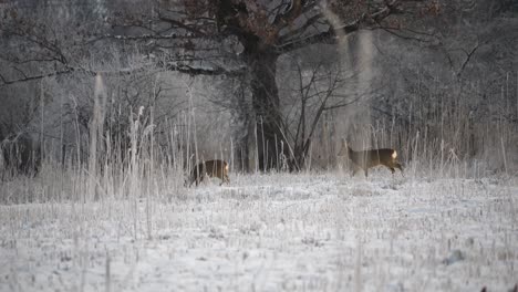 deers in the morning hours walk in the snow