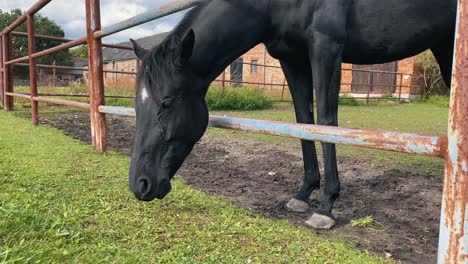 Schwarzes-Pferd-Frisst-Gras-über-Dem-Zaun