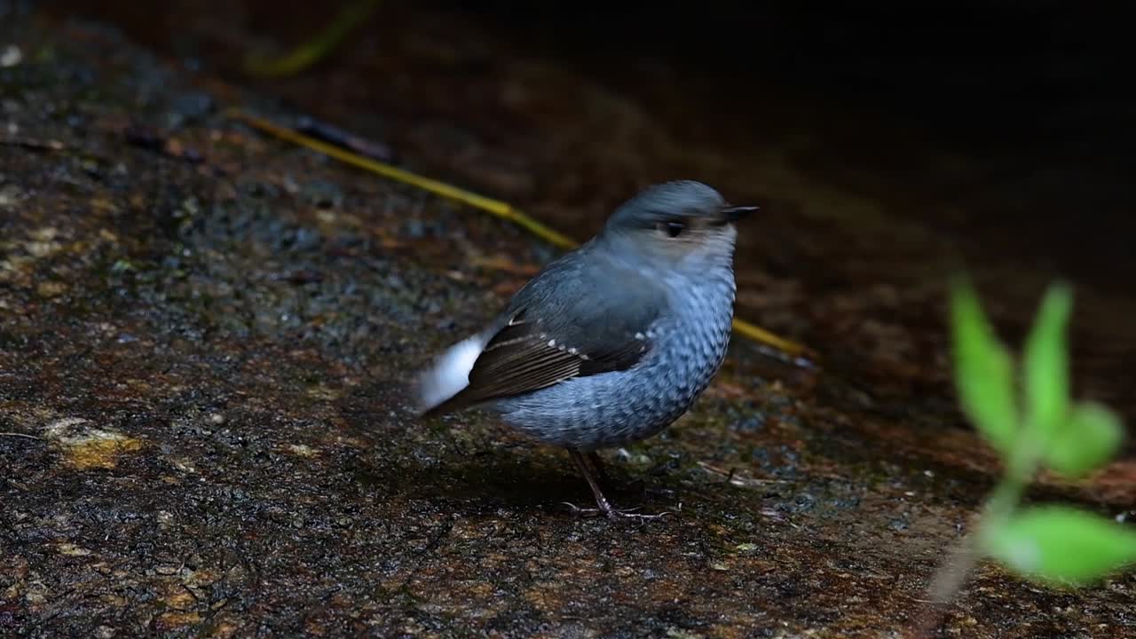 esta hembra de colirrojo plomizo no es tan colorida como el macho pero seguro que es tan esponjosa como una bola de un lindo pájaro