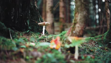 toma mística cinematográfica de tres hongos parados en un bosque entre un tronco de árbol, hojas marrones y musgo