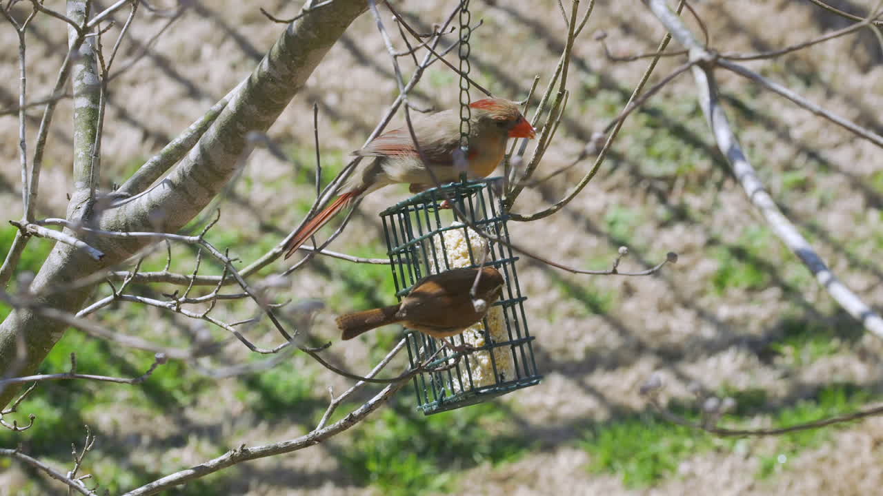 hembra cardenal del norte y carolina wren compartiendo una comida en un comedero para pájaros sebo durante el invierno tardío en carolina del sur