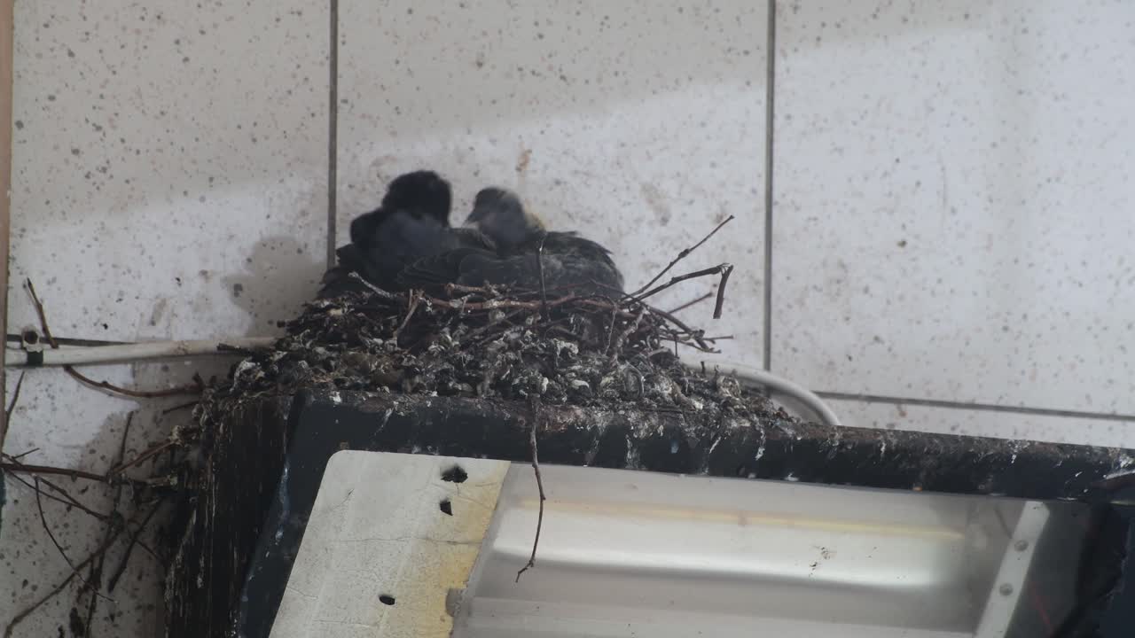 어린 비둘기가 둥지에서 몸을 청소하다