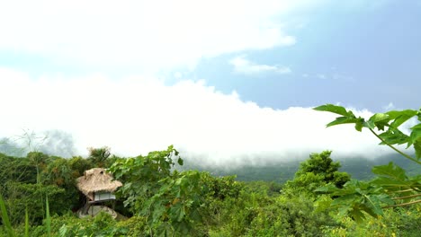 Plantas-Tropicales-Que-Crecen-Alrededor-De-La-Casa-En-La-Naturaleza.