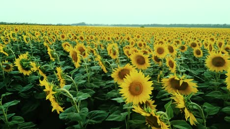 el campo de girasoles al atardecer