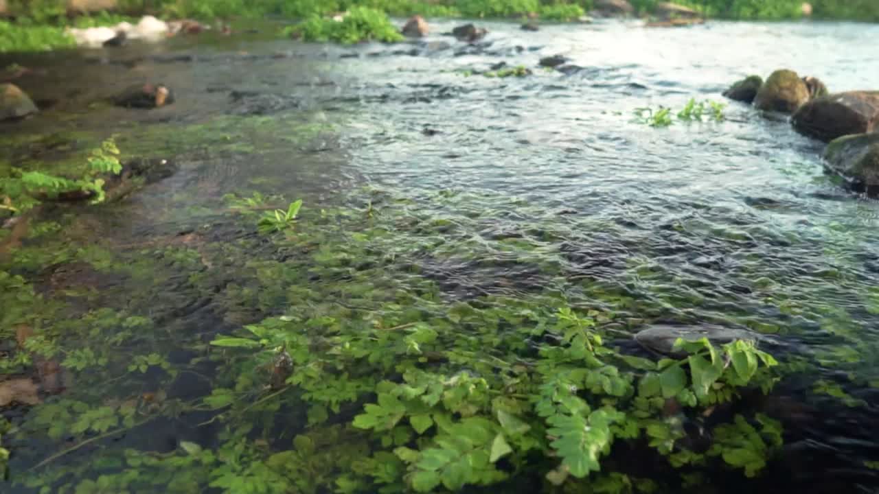 Clear Stream with Aquatic Plants